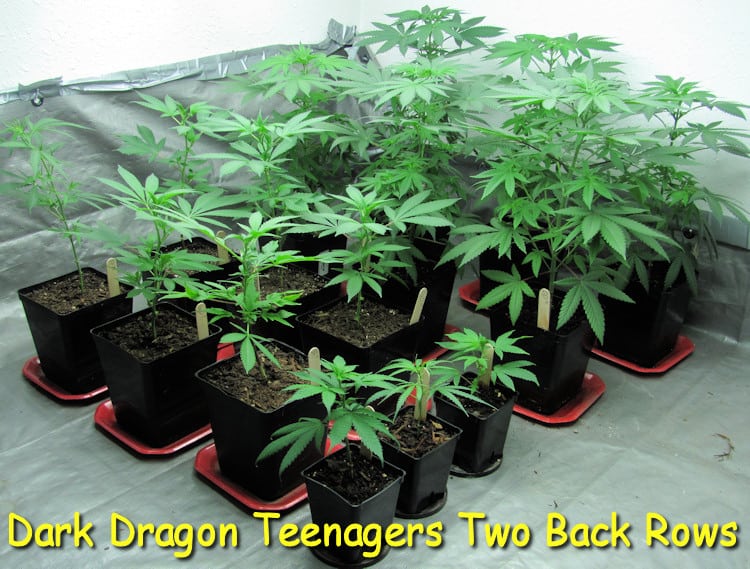 dark-dragon-teenagers-back-two-rows