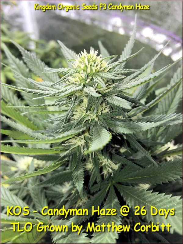 KOS - Candyman Haze