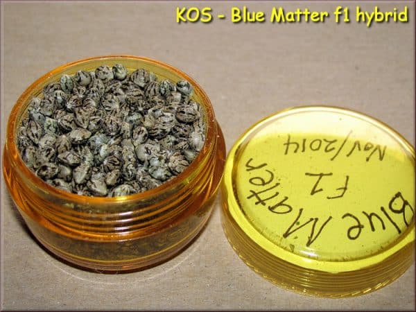 KOS - Blue Matter