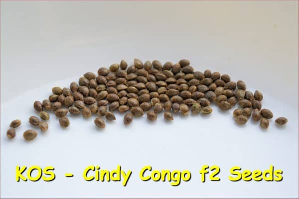 KOS - Cindy Congo - Image 3