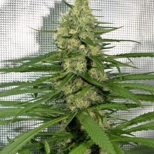 Chunky Cherry Thai by Kingdom Organic Seeds