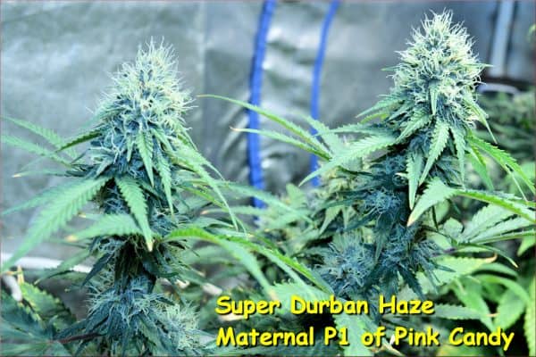 Super Durban Haze Maternal P1 of Pink Candy