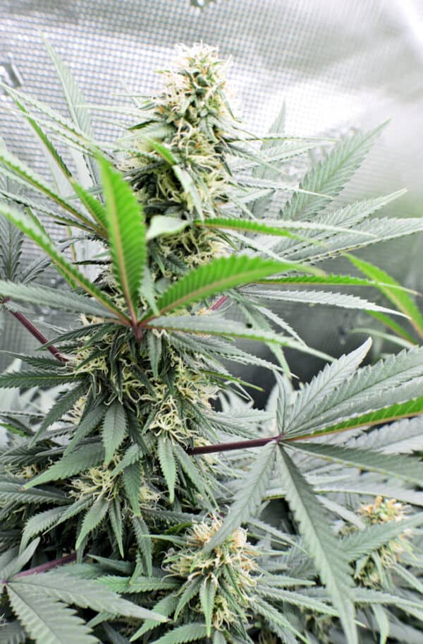 KOS - Red Russian Skunk F2 - Image 2