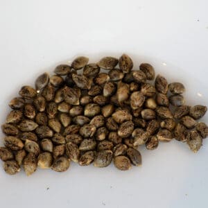 LA Smush Cannabis Seeds by Kingdom Organic Seeds