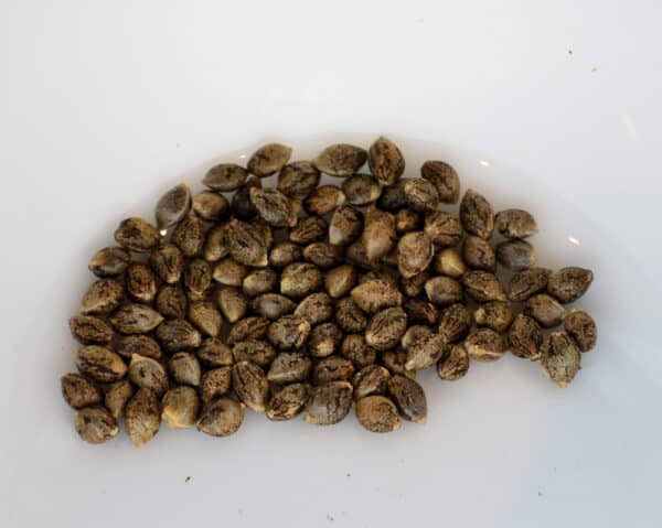 LA Smush Cannabis Seeds by Kingdom Organic Seeds