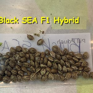 Black SEA F1 Hybrid at KOS