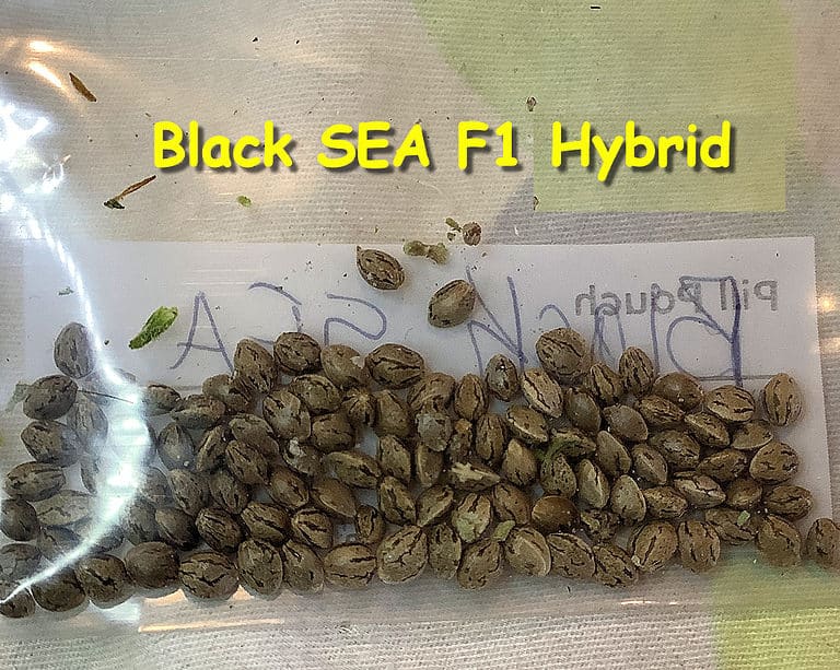 Black SEA F1 Hybrid at KOS