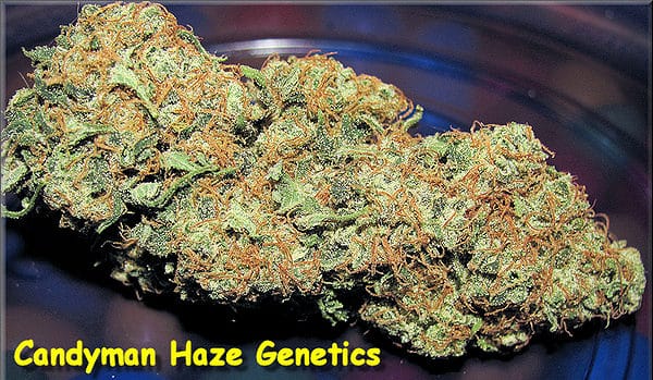 Candyman Haze Male Genetics Black Sea