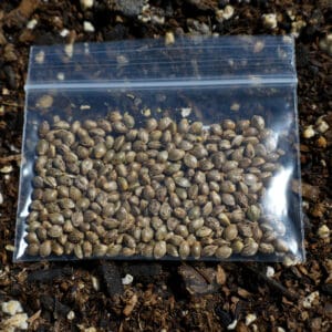 Candyman Skunk Cannabis Seeds