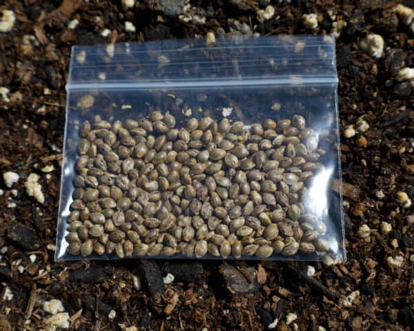 Candyman Skunk Cannabis Seeds