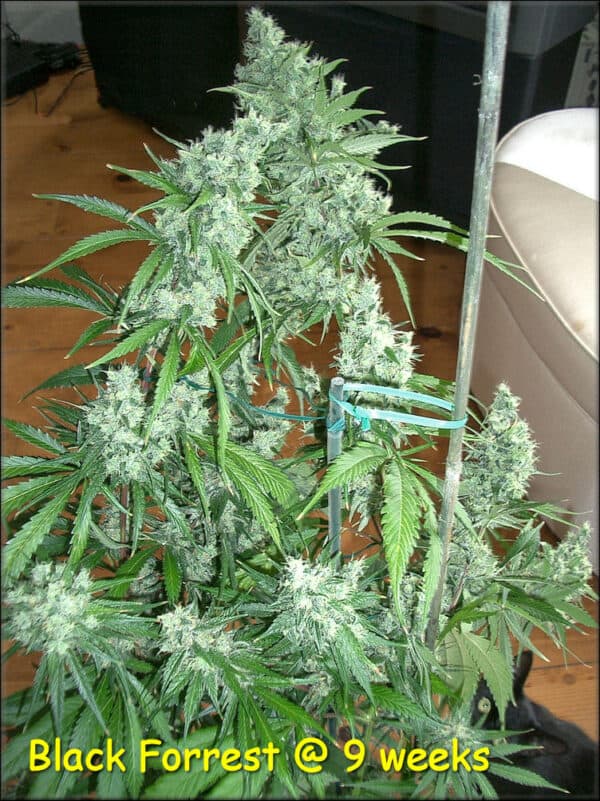 Black Forrest by Kingdom Organic Seeds Mother of Black Skunk