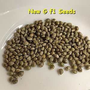 New G F1 Cannabis Seeds by Kingdom Organic Seeds