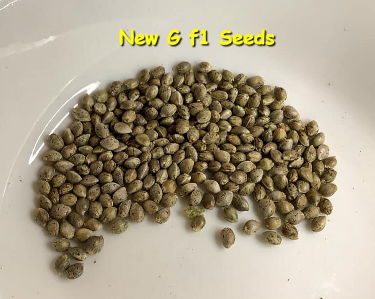 New G F1 Cannabis Seeds by Kingdom Organic Seeds