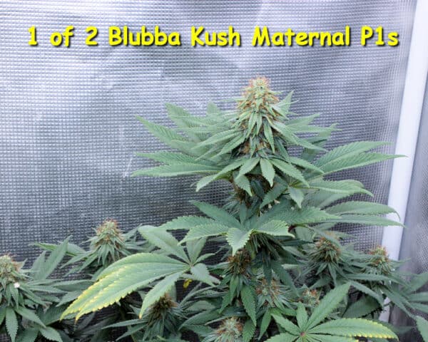 Phyzz Regular Photoperiod Cannabis Seeds